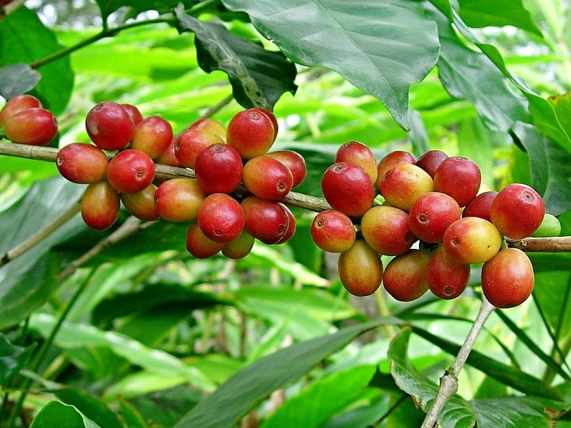 coffee Arabica-Plant