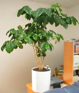 TwylaMae - The Perfect Home Grown Coffee Plant?