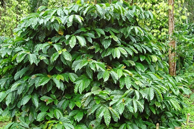 Robusta coffee plant lookin' pretty bushy