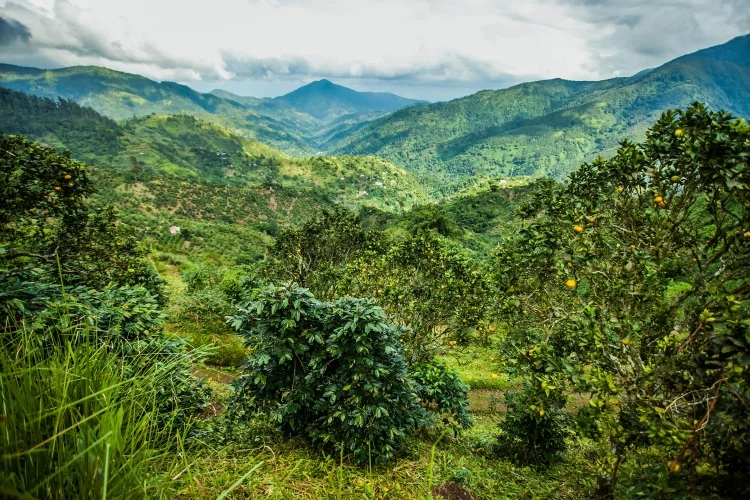 Biodiversity, Sustainability, and Bob Marley – Blue Mountain Coffee in Jamaica
