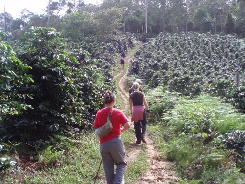 Growing Coffee Plants In Peru