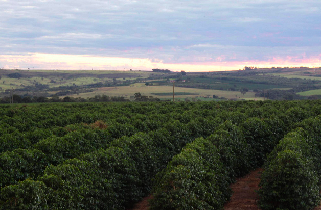 Flatter Brazilian Coffee Farm