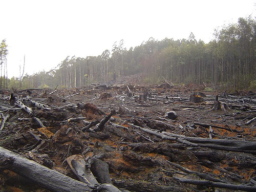 Deforestation In Colombia