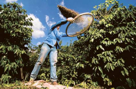 Coffee Harvest In Brazil Best In The World