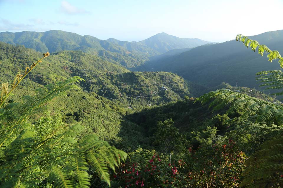 jamaica blue mountain peak