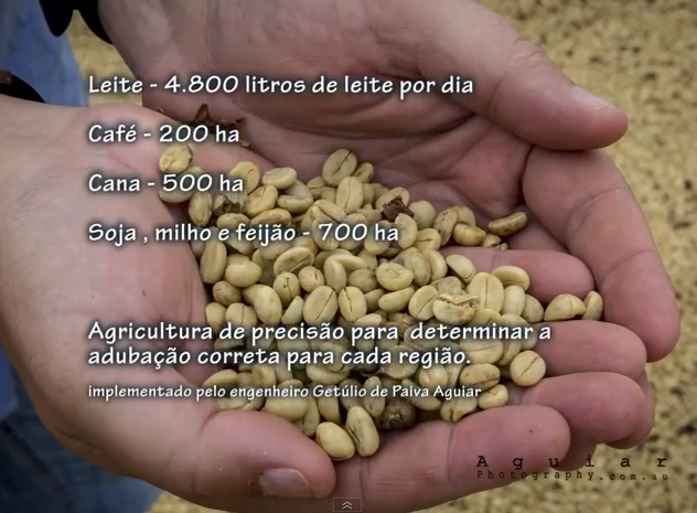 Coffee Harvest In Brazil