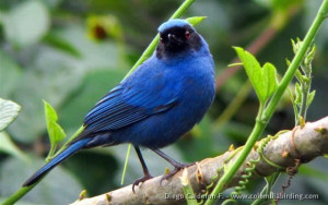 A Colombian Bird Perhaps Looking For A Berry Borer To Eat