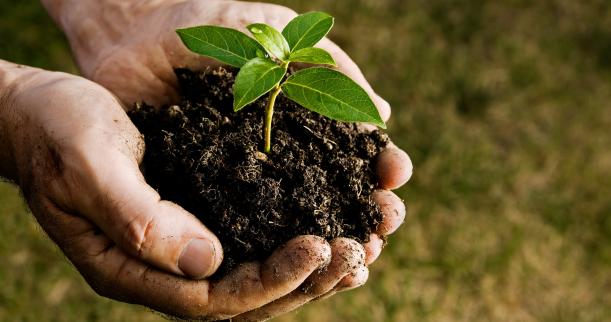 tree planting and coffee