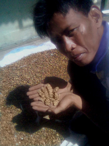 Indonesian Coffee Farmer Harvests Civet Cat Poop Coffee