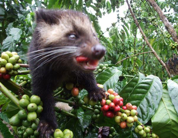 Kopi-Luwak-scowering For Espresso Coffee Beans