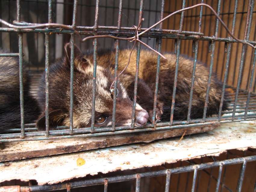 Palm Civet In Captivity