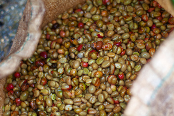 Wet Processing Coffee Beans Indonesia