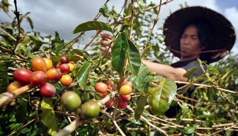 Indonesian Coffee Beans And Brands Best In World