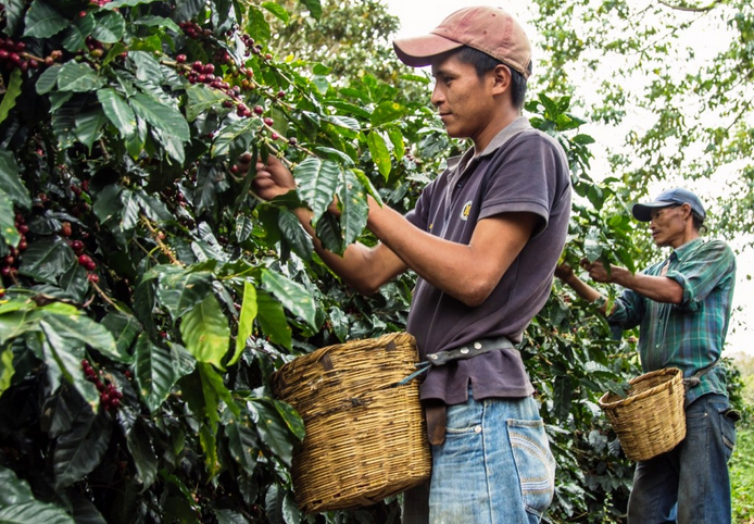 Picking Coffee Cherries