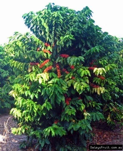 Coffea Arabica