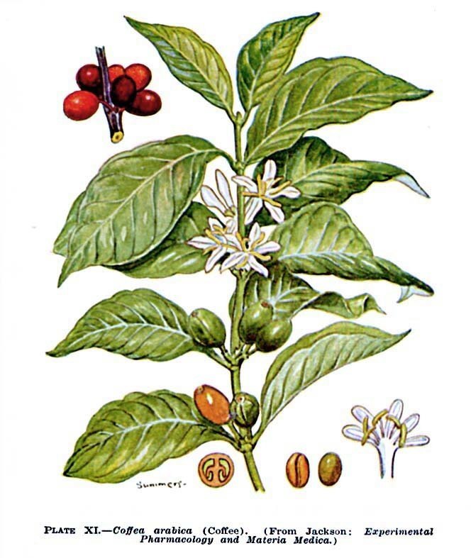 Image result for coffee plant arabica