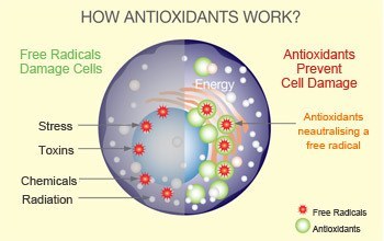 Are There Antioxidants In Coffee