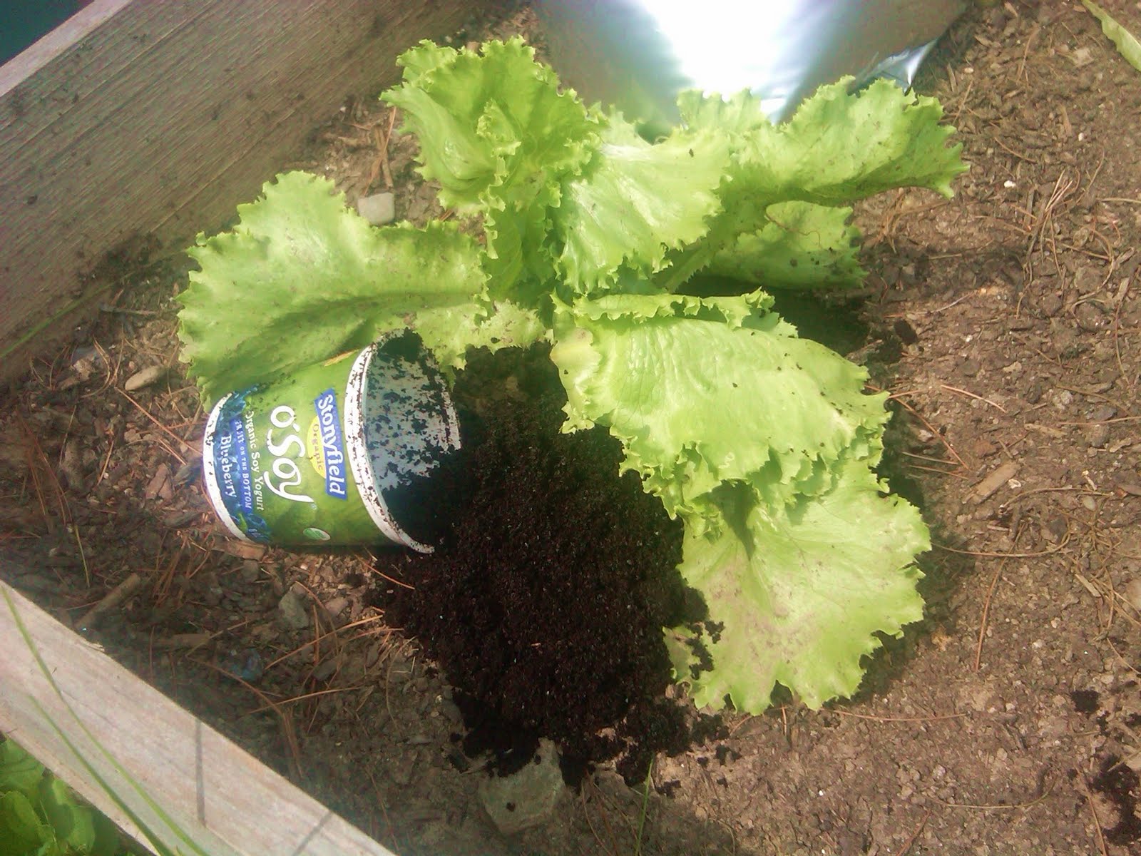 Are Coffee Grounds Bad for You?