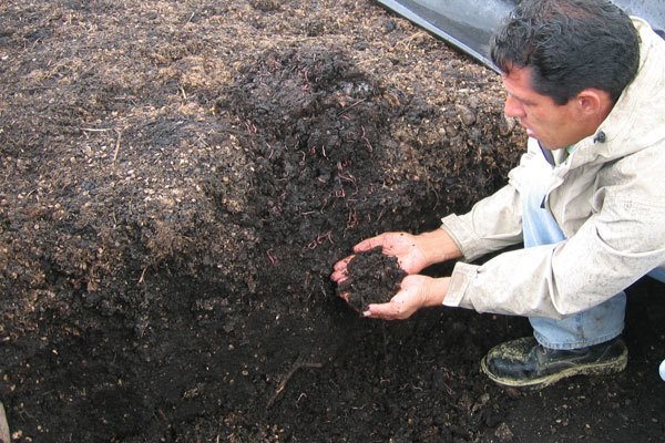 Worm-composting-coffee Grounds Program