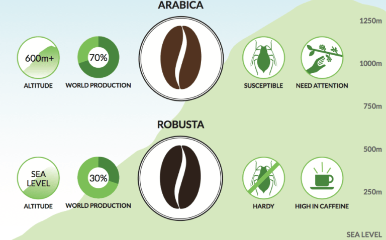 Does Arabica Coffee Have Less Caffeine?