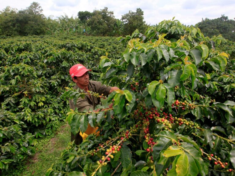 Where Are the Best Arabica Coffee Beans Grown?