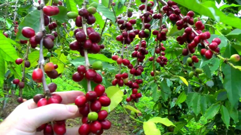 How are the Arabica beans grown?
