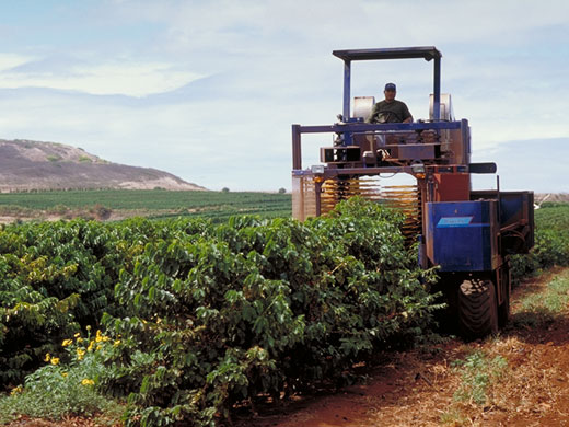 Coffee Harvesting Machine