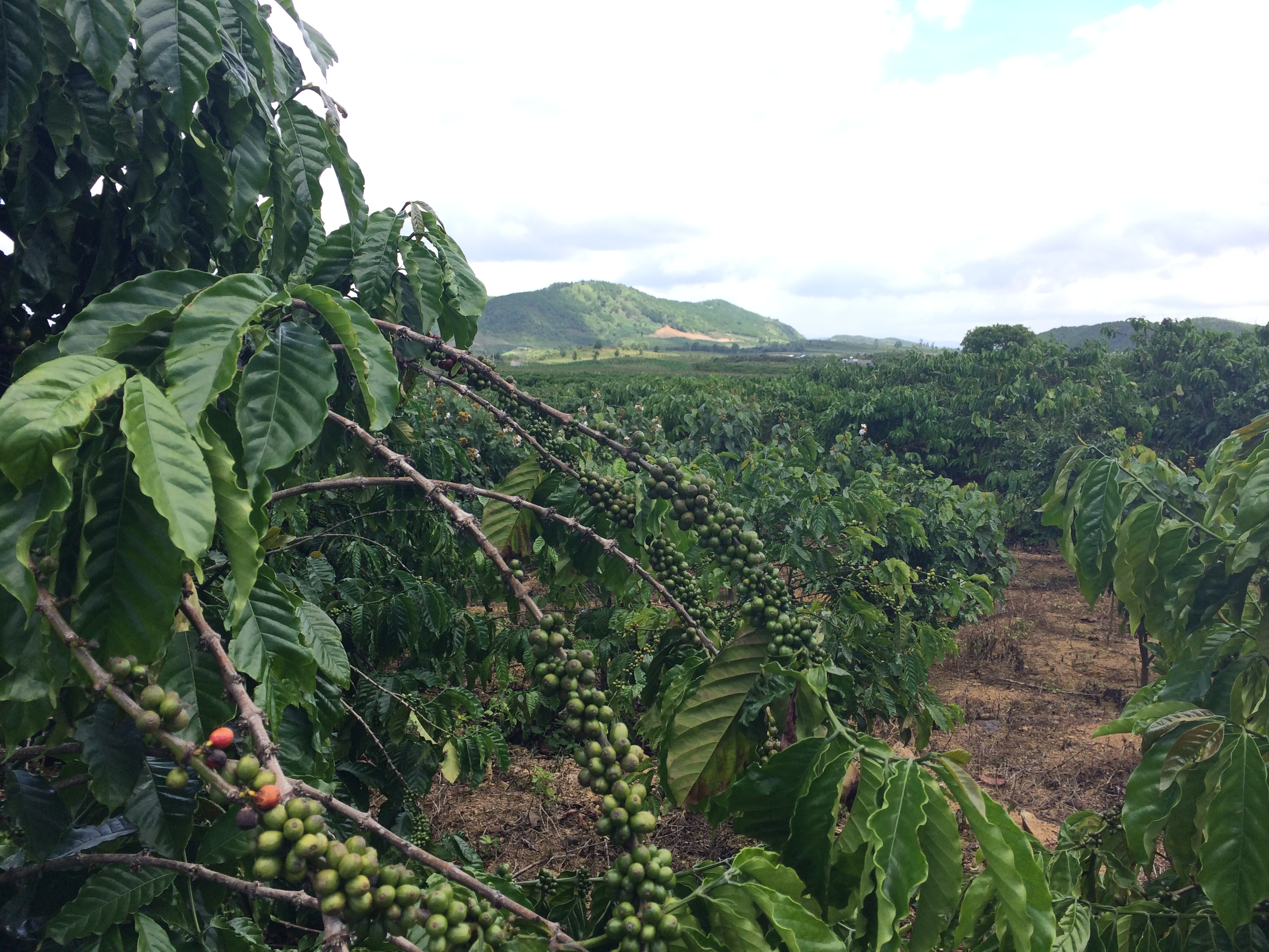 Vietnamese Coffee Plantation