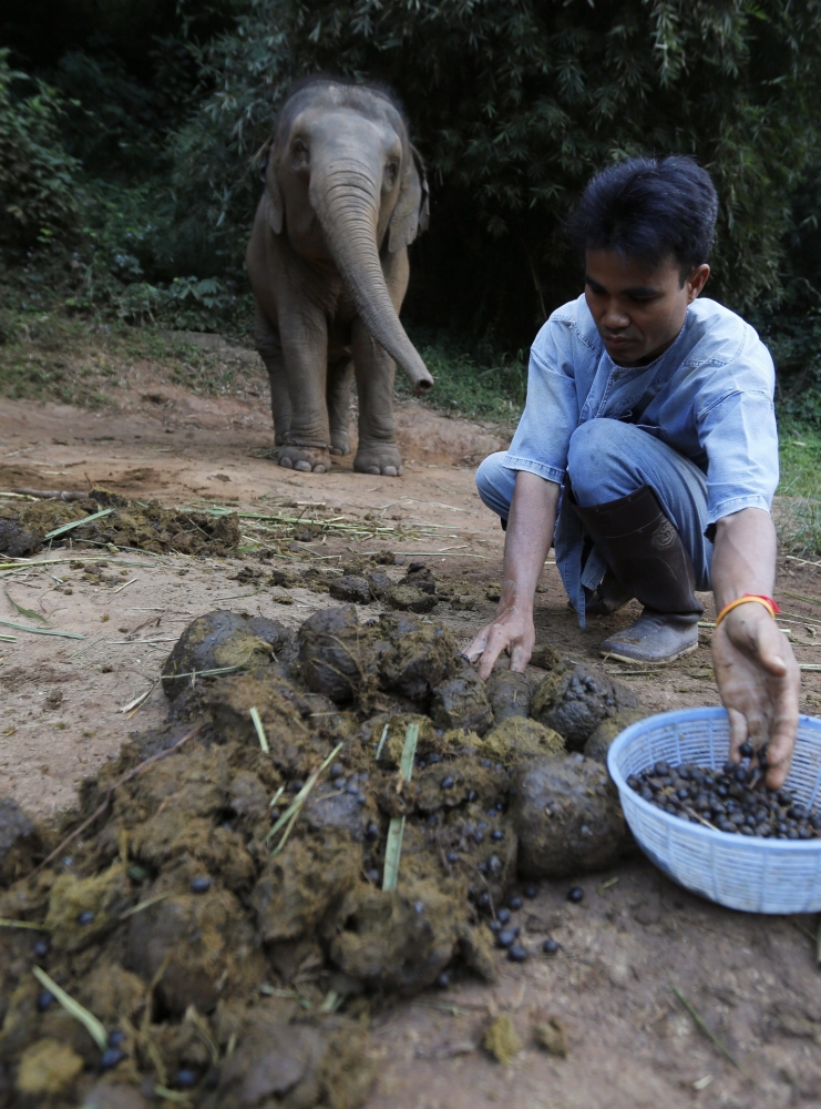 Black-ivory-coffee-a-coffee-brewed-from-beans-that-have-been-through-an-elephants-intestinal-system-ay_99454876